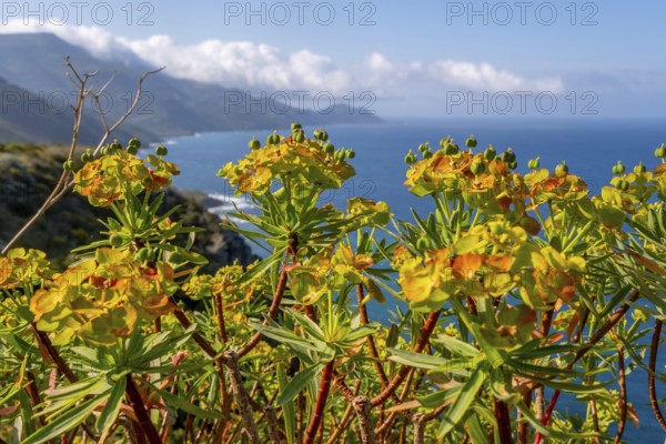 Sardinia, spurge (Euphorbia) bushes on the coastal road by the sea, blue sky with clouds, Villanova Monteleone, Europe, Province of Sassari, Italy, view, botany, Euphorbia, flora, sky, coast, coastal road, landscape, sea, nature, outdoor, ocean, plants, plant group, postcard, travel, scenic, sightseeing, summer, road, bushes, daylight, tourism, environment, holiday, spurge, clouds, blue sky, peaceful, geographical, Mediterranean, vegetation