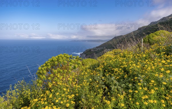 Sardinia, daisies (Leucanthemum) flower field on the coastal road by the sea, blue sky with clouds, Villanova Monteleone, Europe, Province of Sassari, Italy, flowers, flower field, relaxation, fields, flora, spring, horizon, idyllic, coast, coastal road, landscape, leucanthemum, daisies, sea, nature, travelling, beauty, sightseeing, summer, daylight, tourism, environment, clouds, blue sky, botanical, peaceful, rural, picturesque, mediterranean, vegetation