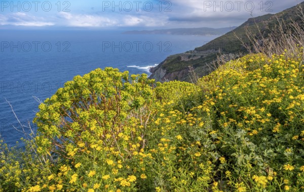 Sardinia, daisies (Leucanthemum) flower field on the coastal road by the sea, blue sky with clouds, Villanova Monteleone, Europe, province of Sassari, Italy, excursion, view, outdoor shot, flowers, flower field, relaxation, recreation, flora, freedom, gardens, idyll, seasons, coast, coastal road, landscape, leucanthemum, daisies, sea, nature, panorama, plants, travel, beauty, sightseeing, summer, scenic, daylight, tourism, wildflowers, clouds, blue sky, botanical, floral, peaceful, rural, picturesque, Mediterranean
