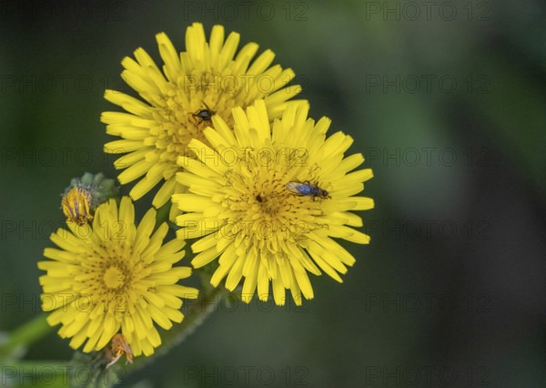 Sardinia, Urospermum dalechampii with beetle, Order of Asteraceae, Villanova Monteleone, Europe, Province of Sassari, Italy, Asteraceae, Exterior view, Pollination, Biodiversity, Biology, Flower, Petals, Botany, Close-up, Entomology, Flora, spring, garden, insect, beetle, country life, agriculture, macro, close-up, nature, plant, flora, sightseeing, symbiosis, fauna, tourism, environment, Urospermum dalechampii, Urospermum dalechampii, meadow, wildflower, botanical, yellow, mediterranean, vegetation, ecology