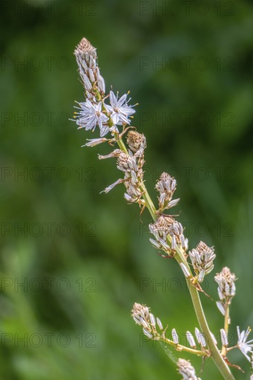 Sardinia, White asphodel (Asphodelus albus), grass tree plant flower, Villanova Monteleone, Europe, Province of Sassari, Italy, Asphodelus albus, biotope, flower, flower meadow, blossoms, botany, detail, field, flora, photography, spring, garden, grass tree plant, green, herb, landscape, close-up, nature, plant, season, sightseeing, tourism, environment, White asphodel, meadow, wild, ornamental, agricultural, botanical, native, rural, Mediterranean, natural, vegetation, ecology