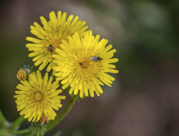 Sardinia, Urospermum dalechampii with beetle, Order of Asteraceae, Villanova Monteleone, Europe, Province of Sassari, Italy, Asteraceae, pollination, biodiversity, flower, blossom, flower head, botany, close-up, fauna, flora, spring, garden, green, insect, beetle, landscape, living creature, macro, nature, outdoor, plant, beauty, sightseeing, summer, daylight, tourism, environment, Urospermum dalechampii, Urospermum dalechampii, meadow, wildflower, organic, yellow, rural, Mediterranean, natural habitat, vegetation, ecological