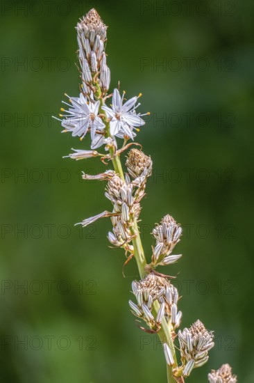 Sardinia, White asphodel (Asphodelus albus), grass tree plant flower, Villanova Monteleone, Europe, Province of Sassari, Italy, biodiversity, Asphodelus albus, flower, blossom, petals, botany, detailed view, flora, spring, garden, grass tree, green, landscape, nature, plant, beauty, sightseeing, sunlight, day, tourism, environment, growth, White asphodel, wild plant, botanical, rural, Mediterranean, vegetation, white, ecosystem