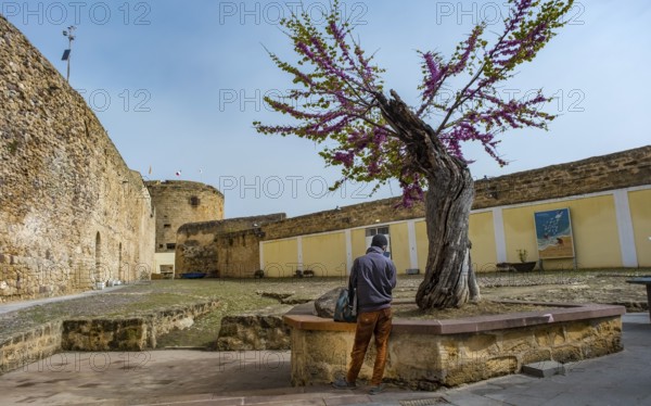 Sardinia, tree with blossoming tree crown in the bastion, tourist, Alghero, Europe, province of Sassari, Italy, architecture, outdoor, bastion, tree, visitor, flowers, leaves, discovery, exploration, colour, fortress, spring, history, green, culture, landscape, nature, panorama, journey, traveller, sight, sightseeing, city, tourism, holiday, blossoming tree crown, indigenous, European, historical, Mediterranean, regional