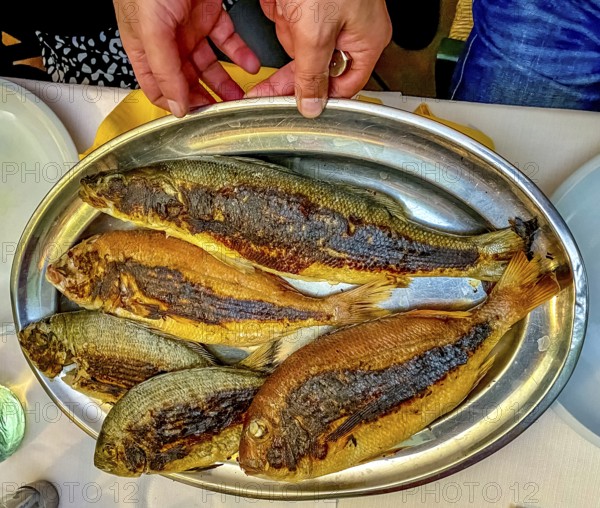 Sardinia, fish menu, fried fish served on a tray, Alghero, Europe, province of Sassari, Italy, dinner, nutrition, fish dish, gastronomy, grilled, flavour, spices, delicacy, cuisine, food, meal, seafood, lunch, restaurant, lake, sightseeing, tray, plate, tourism, tradition, holiday, authentic, delicate, fresh, fried fish, Italian, culinary, culinary experience, culinary art, local, Mediterranean, served