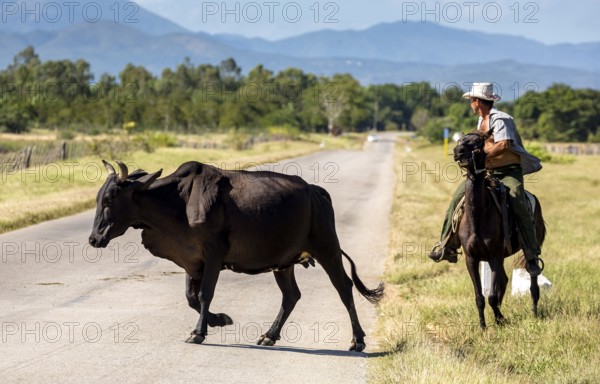 Mounted cowboy with cattle, Palmarejo, Cuba, Sancti Spíritus, Sancti Spíritus
