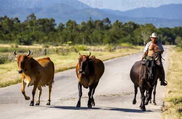 Mounted cowboy with cattle, Palmarejo, Cuba, Sancti Spíritus, Sancti Spíritus