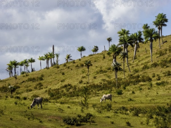 Cattle pasture between Santa Clara and Trinidad Ingenios Valley, Valle de los Ingenios, country road with central reservation, Valle Ingenios, Cuba, Central America