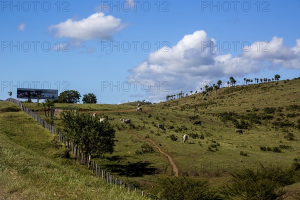 Cattle pasture between Santa Clara and Trinidad Ingenios Valley, Valle de los Ingenios, country road with central reservation, Valle Ingenios, Cuba, Central America