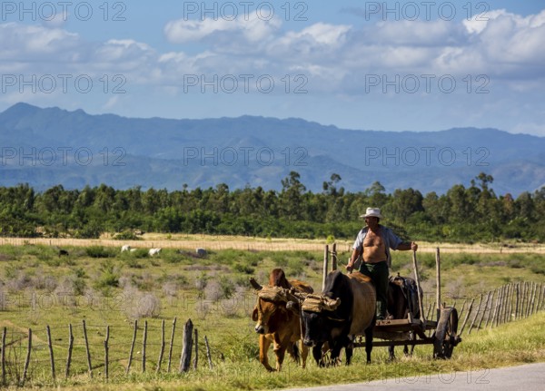 Mounted cowboy with cattle, Palmarejo, Cuba, Sancti Spíritus, Sancti Spíritus