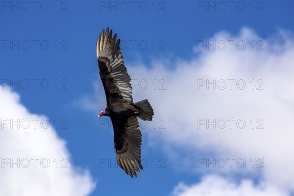 Horned Vulture (Aegypius tracheliotus Syn. Torgos tracheliotus), free-living, Sancti Spíritus, Cuba, Sancti Spíritus