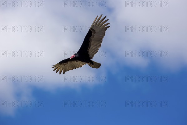 Horned Vulture (Aegypius tracheliotus Syn. Torgos tracheliotus), free-living, Sancti Spíritus, Cuba, Sancti Spíritus