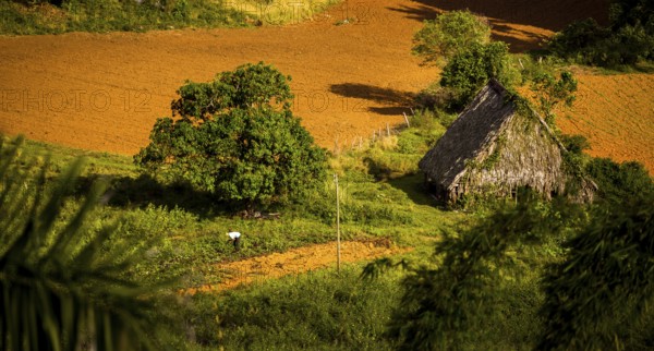 Farmhouse, farm cottage, barn for drying tobacco leaves, tobacco fields and the mountains of the Mogotes, Viñales valley with karst mountains, Viñales, Pinar del Río province, Cuba, North America, Cuba, Pinar del Río