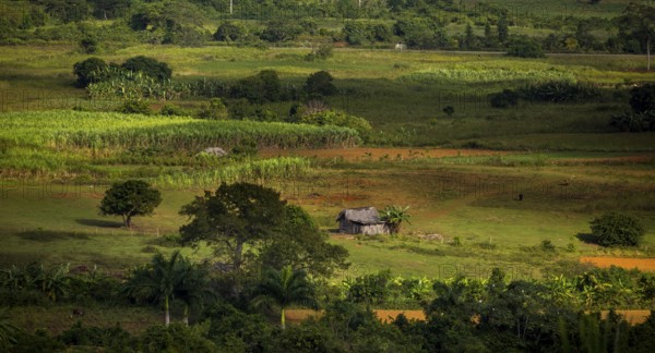 Farmhouse, farm cottage, barn for drying tobacco leaves, tobacco fields and the mountains of the Mogotes, Viñales valley with karst mountains, Viñales, Pinar del Río province, Cuba, North America, Cuba, Pinar del Río