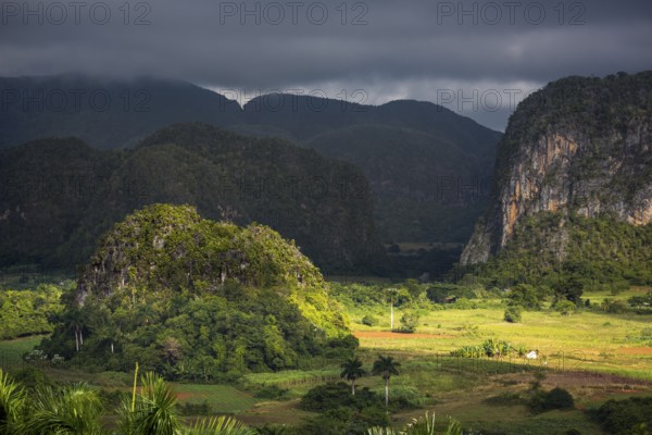 Tobacco fields and the mountains of the Mogotes, Viñales valley with karst mountains, Viñales, Pinar del Río province, Cuba, North America, Cuba, Pinar del Río
