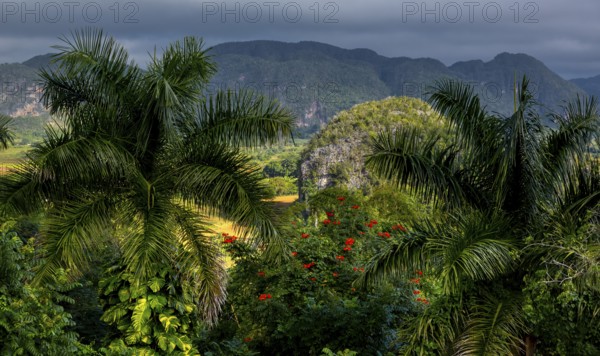 Tobacco fields and the mountains of the Mogotes, Viñales valley with karst mountains, Viñales, Pinar del Río province, Cuba, North America, Cuba, Pinar del Río