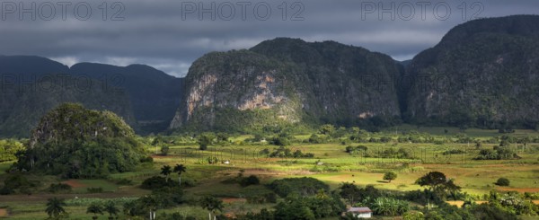 Tobacco fields and the mountains of the Mogotes, Viñales valley with karst mountains, Viñales, Pinar del Río province, Cuba, North America, Cuba