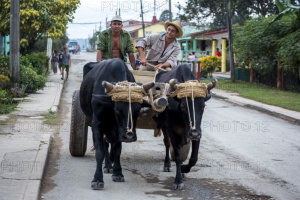 Oxcarts in the streets of Vinales, Cuba, Pinar del Río, Cuba, Central America