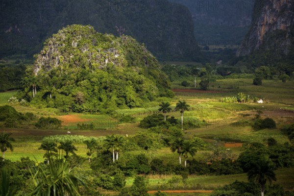 Tobacco fields and the mountains of the Mogotes, Viñales valley with karst mountains, Viñales, Pinar del Río province, Cuba, North America, Cuba, Pinar del Río