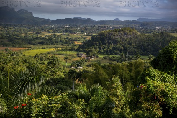 Tobacco fields and the mountains of the Mogotes, Viñales valley with karst mountains, Viñales, Pinar del Río province, Cuba, North America, Cuba, Pinar del Río
