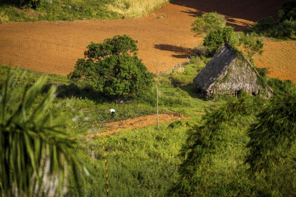 Farmhouse, farm cottage, barn for drying tobacco leaves, tobacco fields and the mountains of the Mogotes, Viñales valley with karst mountains, Viñales, Pinar del Río province, Cuba, North America, Cuba, Pinar del Río