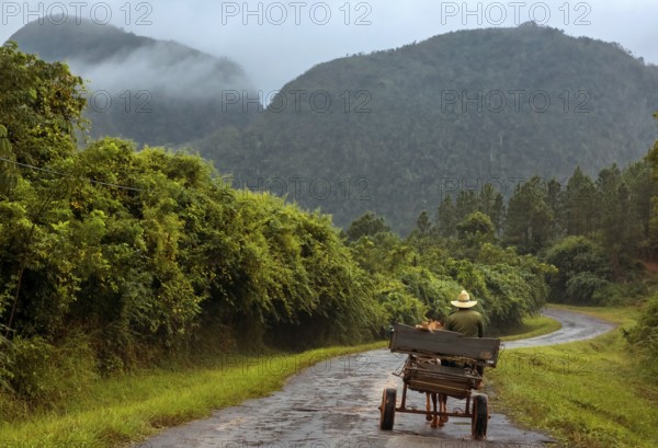 Horse-drawn carts on the lonely road to Vinales in the Vinales Valley, Viñales, Cuba, Pinar del Río
