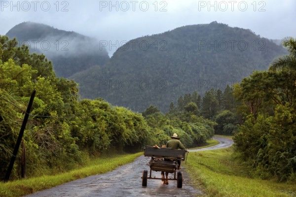 Horse-drawn carts on the lonely road to Vinales in the Vinales Valley, Viñales, Cuba, Pinar del Río