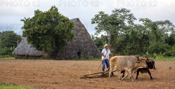 A simple plough being pulled by two oxen, Cuban farmer on a plough pulled by cattle, Viñales, Cuba, Pinar del Río