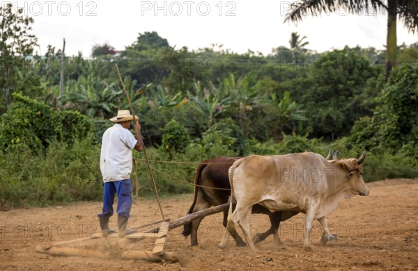 A simple plough being pulled by two oxen, Cuban farmer on a plough pulled by cattle, Viñales, Cuba, Pinar del Río