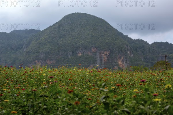 Colourful flower meadow in the Vinales Valley, Viñales, Cuba, Pinar del Río