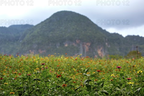 Colourful flower meadow in the Vinales Valley, Viñales, Cuba, Pinar del Río