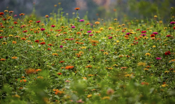 Colourful flower meadow in the Vinales Valley, Viñales, Cuba, Pinar del Río