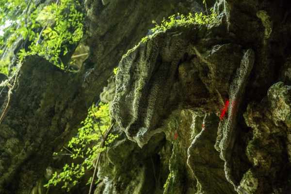 Dinosaur head on the cave walls, caves of the Indios, Cueva del Indio, underground caves with a watercourse river accessible to tourists, Viñales, Cuba, Central America, Cuba, Caribbean