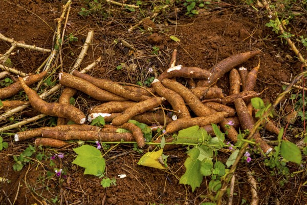 A Cuban farmer harvests manioc, manioc (Manihot esculenta), Viñales, Cuba, Pinar del Río, Viñales, Pinar del Río