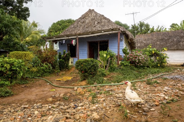 Farmhouse in the Vinales Valley, Viñales, Cuba, Pinar del Río, Viñales, Pinar del Río