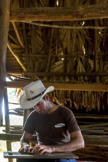 Tobacco farmer, tobacco farmer Luis Manne Alvares Rodrigues cuts and rolls a cigar from a tobacco roll, tobacco farm in the Vinales Valley, Viñales, Cuba, Pinar del Río, Viñales, Pinar del Río