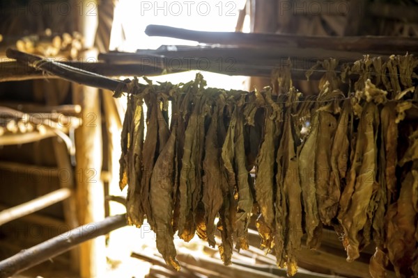 Drying tobacco leaves in a tobacco barn, tobacco farm in the Vinales Valley, Viñales, Cuba, Pinar del Río, Viñales, Pinar del Río