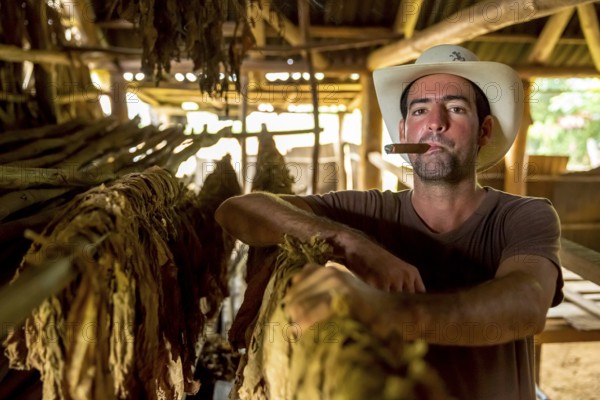 Tobacco farmer, tobacco farmer Luis Manne Alvares Rodrigues smokes a Havana cigar, tobacco farm in the Vinales Valley, Viñales, Cuba, Pinar del Río, Viñales, Pinar del Río