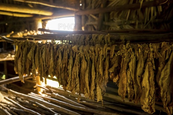 Drying tobacco leaves in a tobacco barn, tobacco farm in the Vinales Valley, Viñales, Cuba, Pinar del Río, Viñales, Pinar del Río