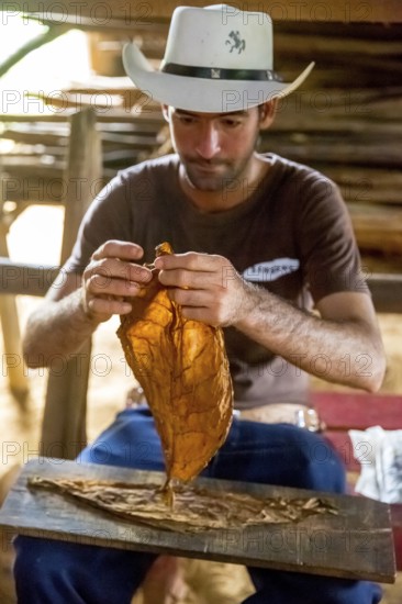 Tobacco farmer, tobacco farmer Luis Manne Alvares Rodrigues cuts and rolls a cigar from a tobacco roll, tobacco farm in the Vinales Valley, Viñales, Cuba, Pinar del Río, Viñales, Pinar del Río