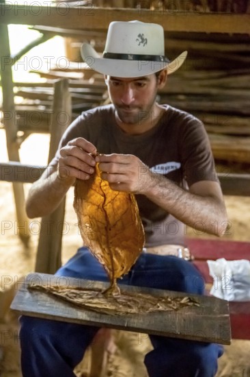 Tobacco farmer, tobacco farmer Luis Manne Alvares Rodrigues cuts and rolls a cigar from a tobacco roll, tobacco farm in the Vinales Valley, Viñales, Cuba, Pinar del Río, Viñales, Pinar del Río