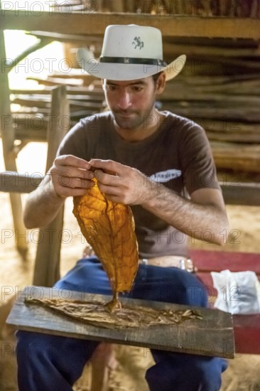Tobacco farmer Luis Manne Alvares Rodrigues cuts and rolls a cigar from a tobacco roll, tobacco farm in the Vinales Valley, Viñales, Cuba, Pinar del Río, Cuba