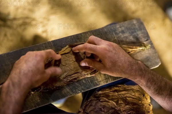 Tobacco farmer, tobacco farmer Luis Manne Alvares Rodrigues cuts and rolls a cigar from a tobacco roll, tobacco farm in the Vinales Valley, Viñales, Cuba, Pinar del Río, Viñales, Pinar del Río