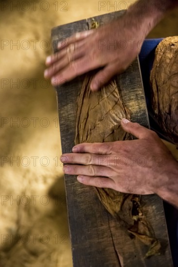 Tobacco farmer, tobacco farmer Luis Manne Alvares Rodrigues cuts and rolls a cigar from a tobacco roll, tobacco farm in the Vinales Valley, Viñales, Cuba, Pinar del Río, Viñales, Pinar del Río