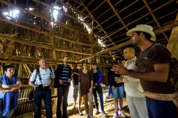 Tobacco farmer Luis Manne Alvares Rodrigues explains tobacco growing to a group of tourists, drying tobacco leaves in a tobacco barn, tobacco farm in the Vinales Valley, Viñales, Cuba, Pinar del Río, Viñales, Pinar del Río