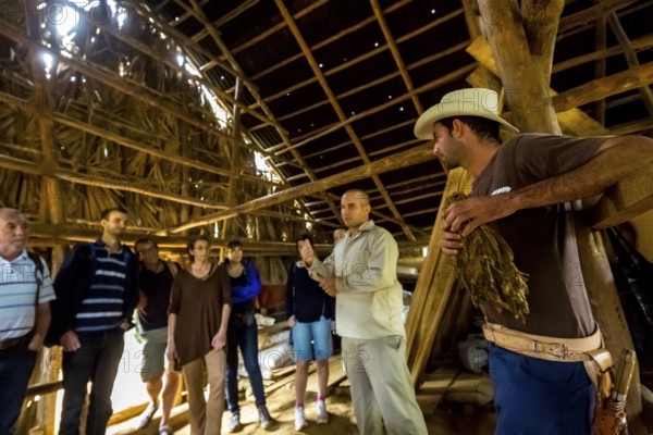 Tobacco farmer Luis Manne Alvares Rodrigues explains tobacco growing to a group of tourists, drying tobacco leaves in a tobacco barn, tobacco farm in the Vinales Valley, Viñales, Cuba, Pinar del Río, Viñales, Pinar del Río