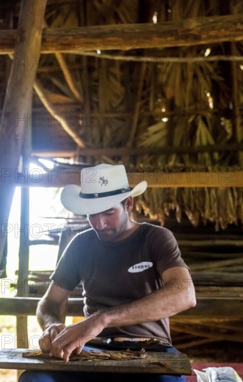 Tobacco farmer, tobacco farmer Luis Manne Alvares Rodrigues cuts and rolls a cigar from a tobacco roll, tobacco farm in the Vinales Valley, Viñales, Cuba, Pinar del Río, Viñales, Pinar del Río