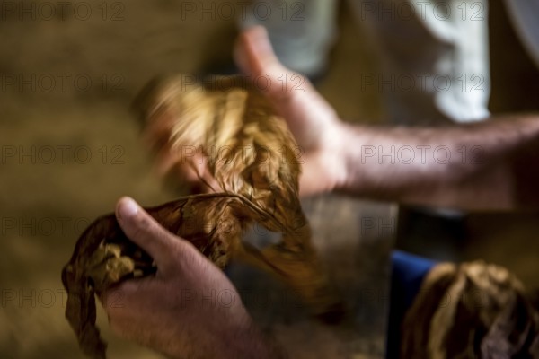 Tobacco farmer, tobacco farmer Luis Manne Alvares Rodrigues cuts and rolls a cigar from a tobacco roll, tobacco farm in the Vinales Valley, Viñales, Cuba, Pinar del Río, Viñales, Pinar del Río