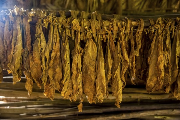 Drying tobacco leaves in a tobacco barn, tobacco farm in the Vinales Valley, Viñales, Cuba, Pinar del Río, Viñales, Pinar del Río