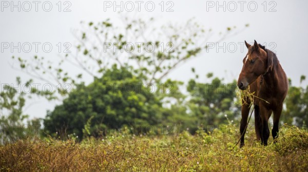 Grazing horse in the Vinalestal, Cuba, Pinar del Río, Cuba, Pinar del Río